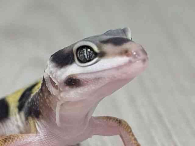 ヒョウモントカゲモドキ