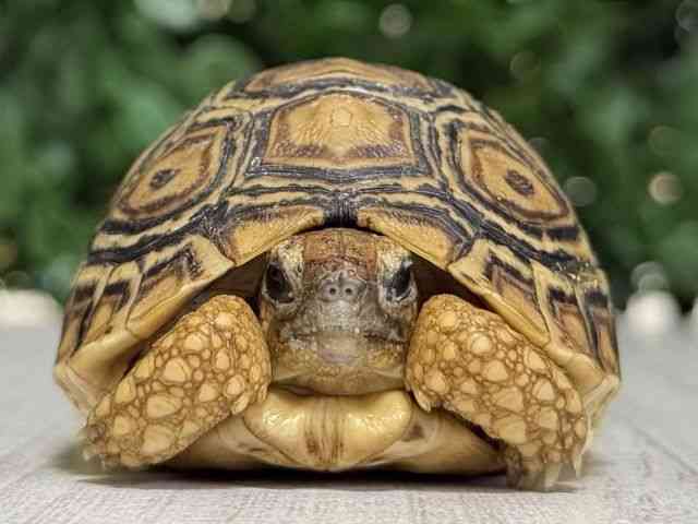ヒョウモンガメ