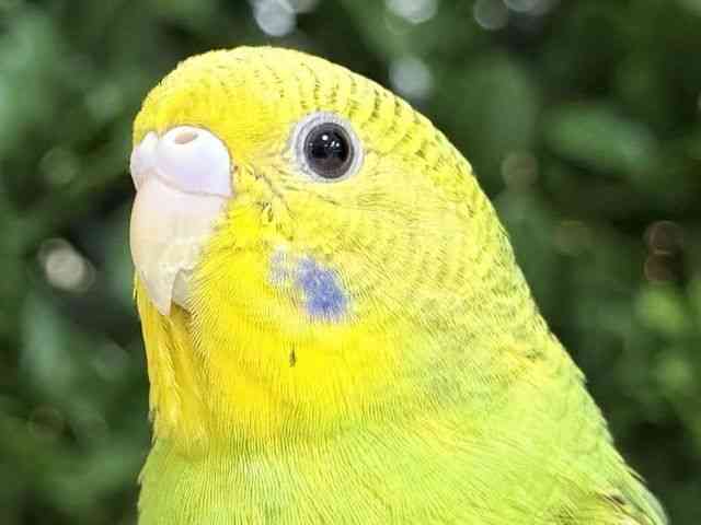 
                    セキセイインコ