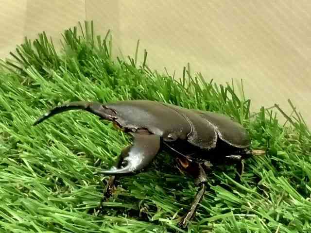 外国産