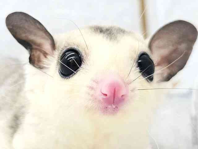 
                    フクロモモンガ