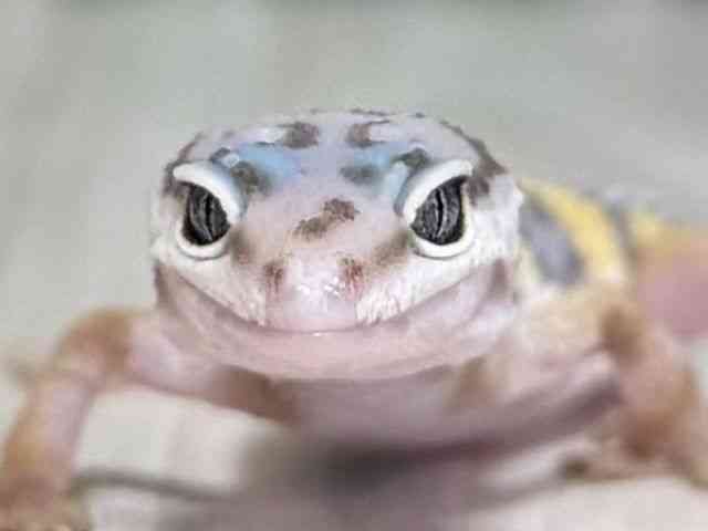 ヒョウモントカゲモドキ