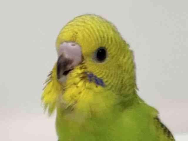
                    セキセイインコ