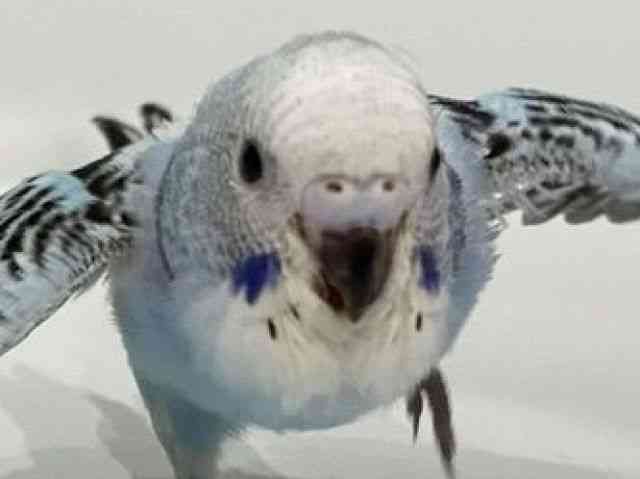 
                    セキセイインコ