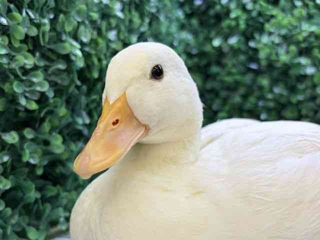 pet image