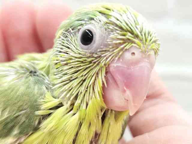 
                    マメルリハ