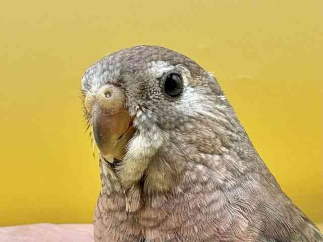 
                    アキクサインコ