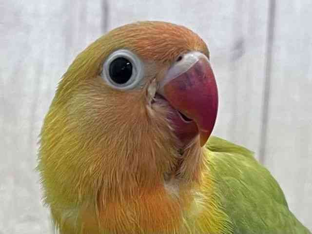 
                    ボタンインコ