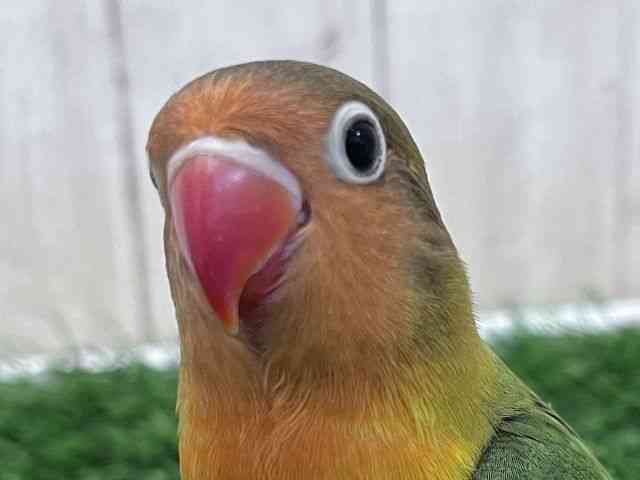 
                    ボタンインコ