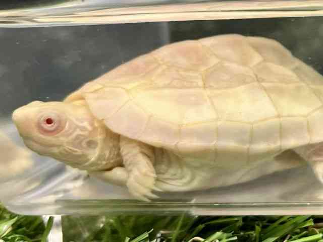 ゼニガメ