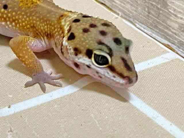 ヒョウモントカゲモドキ
