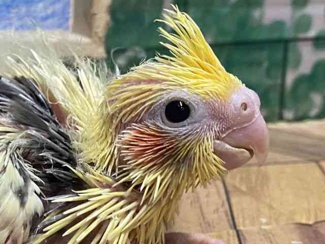 
                    オカメインコ