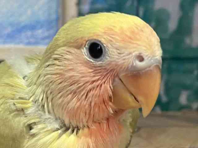 
                    コザクラインコ