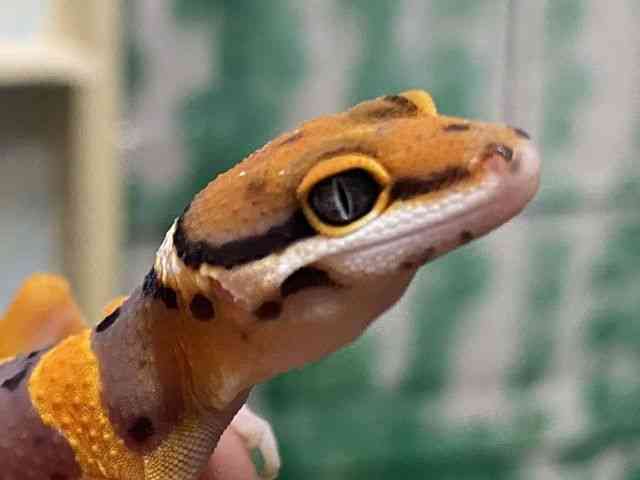 ヒョウモントカゲモドキ