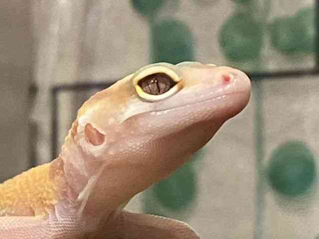 ヒョウモントカゲモドキ