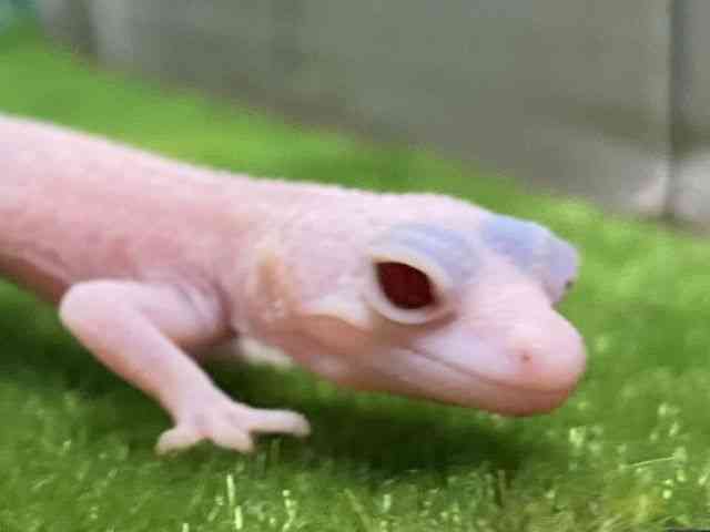 ヒョウモントカゲモドキ