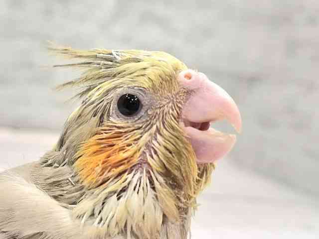 
                    オカメインコ