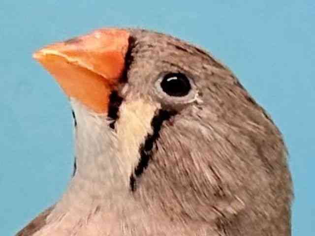 
                    キンカチョウ