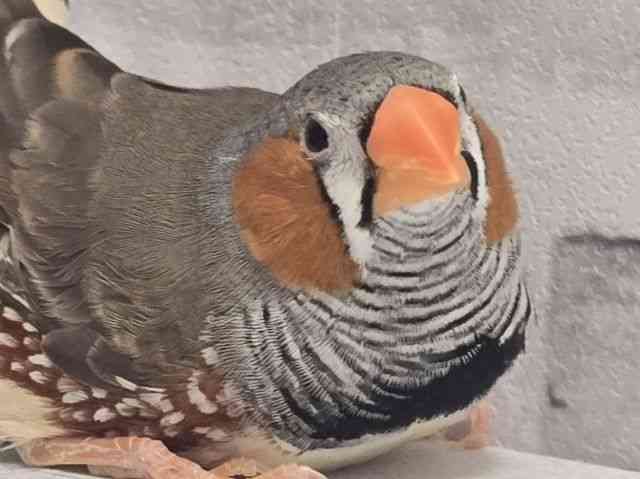 
                    キンカチョウ