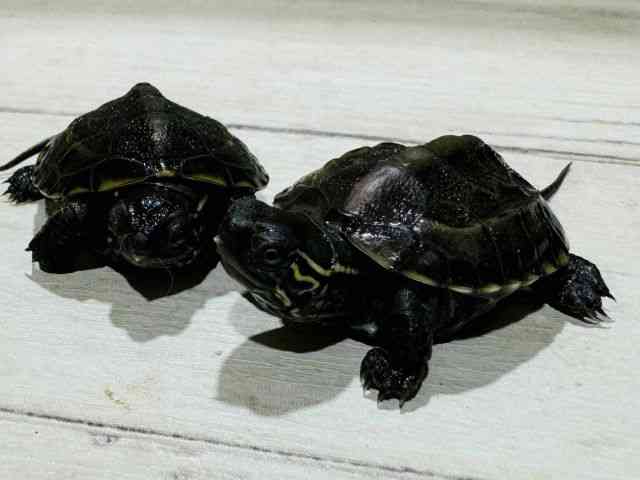 ゼニガメ