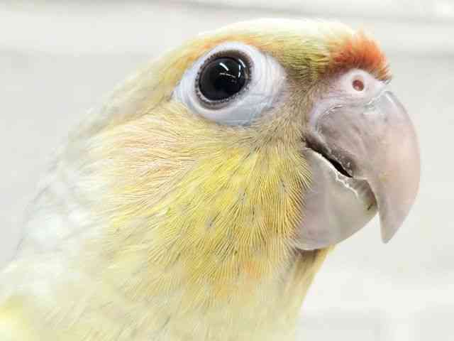 
                    ホオミドリアカオウロコインコ