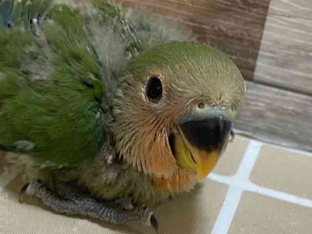 
                    コザクラインコ