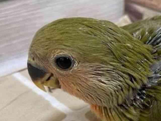 
                    コザクラインコ