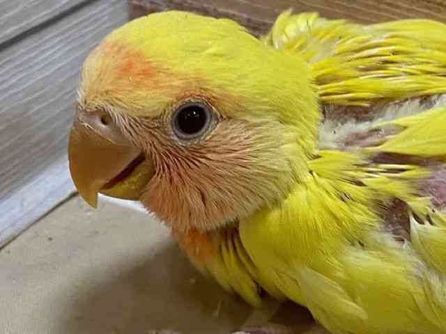 
                    コザクラインコ