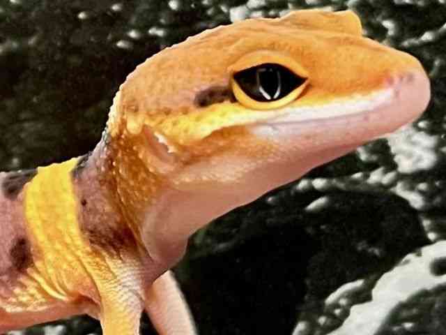 ヒョウモントカゲモドキ