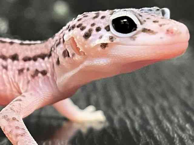 ヒョウモントカゲモドキ