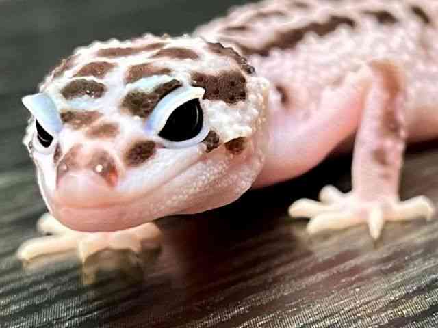 ヒョウモントカゲモドキ