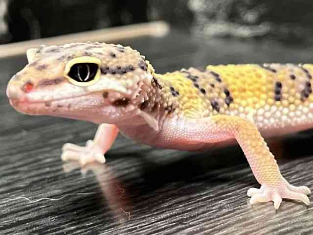 ヒョウモントカゲモドキ