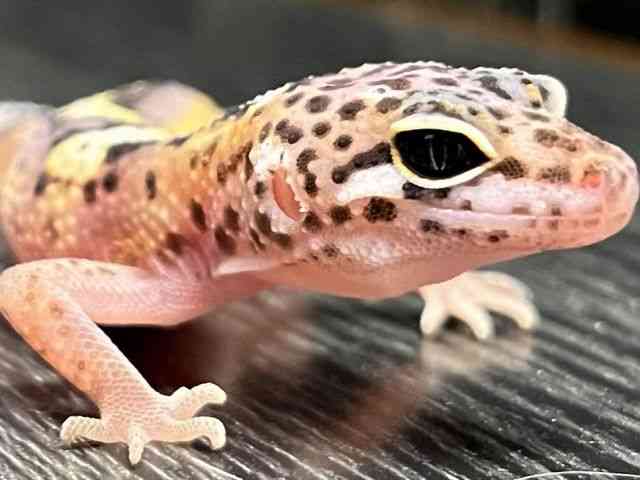 ヒョウモントカゲモドキ
