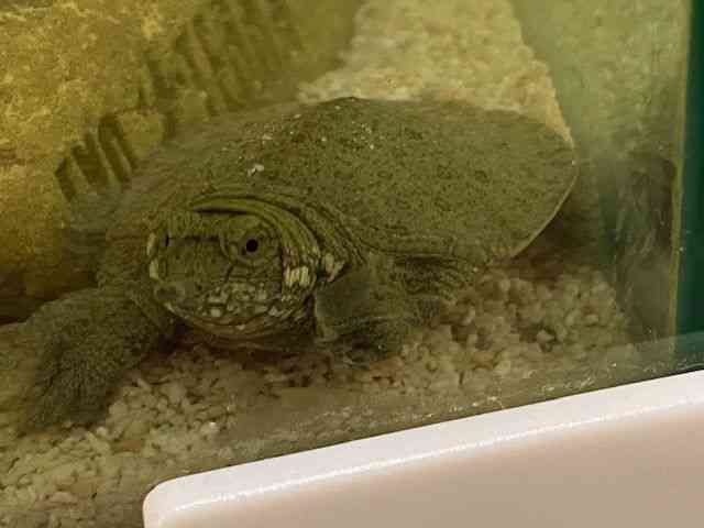 スッポン
