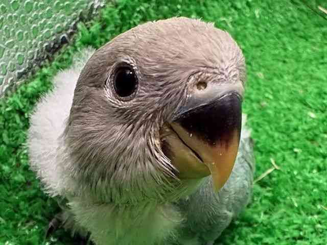 
                    コザクラインコ