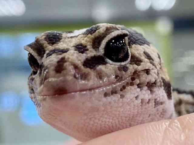 ニシアフリカトカゲモドキ