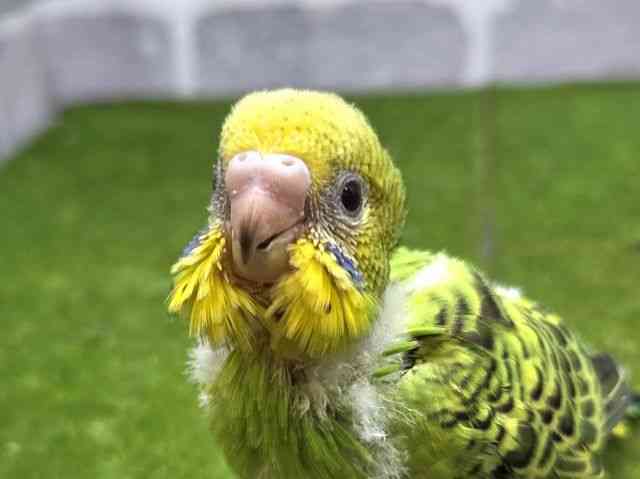 
                    セキセイインコ