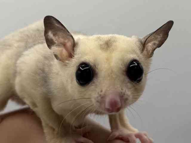 
                    フクロモモンガ