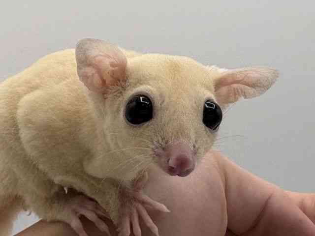 
                    フクロモモンガ