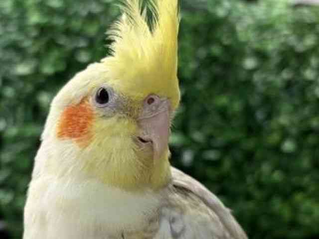 
                    オカメインコ