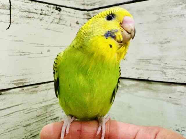 
                    セキセイインコ