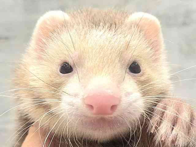 
                    マーシャル