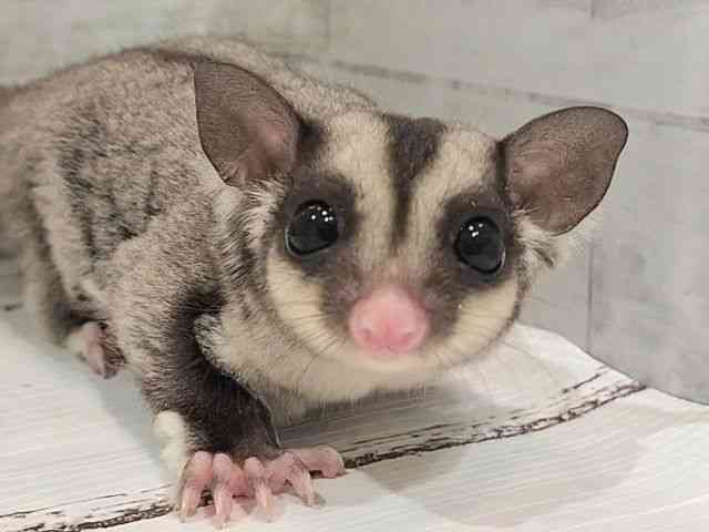 
                    フクロモモンガ