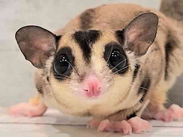 
                    フクロモモンガ