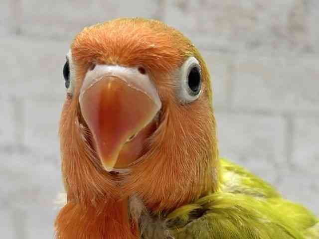 
                    ボタンインコ