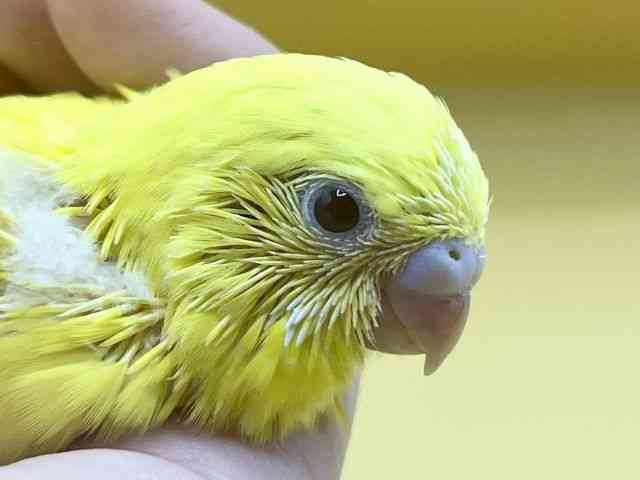 
                    セキセイインコ