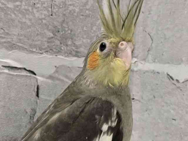 
                    オカメインコ