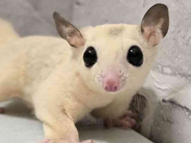 
                    フクロモモンガ