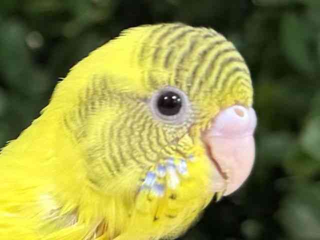 
                    セキセイインコ