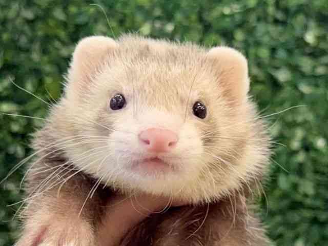 
                    マーシャル